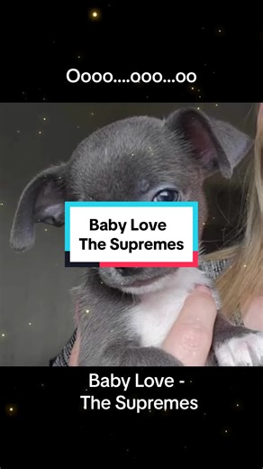 Destiny's Chis Gets a New Member! Name This Adorable Pup!