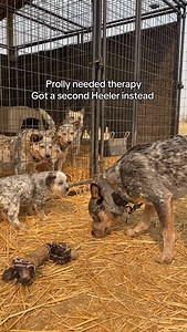 Adding a second heeler to our pack was an AMAZING decision. Two isn’t for everyone- one Cattle Dog is a LOT of chaos. But- these two are half brother and sister and really complement each other. We love you Moon! | Apollo in the Wild