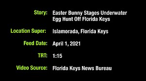 1.4K views · 38 reactions | Dozens of undersea “egg-splorers” dove a...