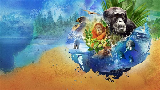 Watch Animal | Netflix Official Site