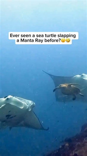 Ever seen a sea turtle slapping a Manta Ray before? #reelsviralシ #fyp #fishinglife #viralvideo | Spearfishing Unofficial