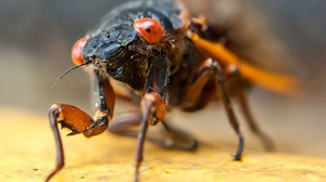 Interactive Cicada Map Shows Where You Can See (and Hear) Brood XIV This Spring