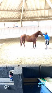 Learn from the best, lead with the best. Join Monty Roberts, the man who’s revolutionized the world of horse training with his gentle, trust-based methods. Whether you’re seeking harmony with your horse or inspiration for leadership, Monty’s wisdom goes beyond the arena. Discover the power of non-violent training and unlock a deeper connection with your equine partner. Register for our courses today. #HorseLovers #EquineConnection #HorsesOfInstagram #BondingWithHorses #HorseLife #EquineLove #Nat