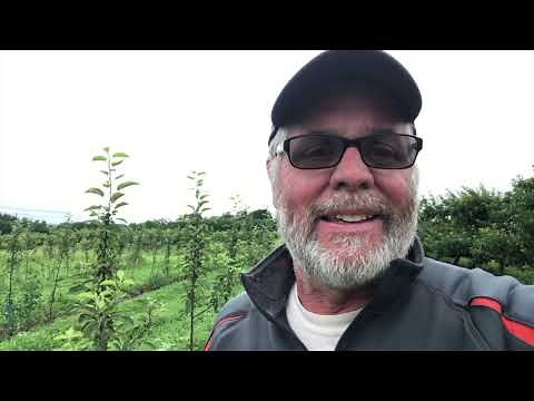 NOTCHING promotes branching on "whip' apple trees