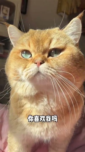 Do you like me#A coquettish cat has the best fate#Little Golden Retriever#Cat cat cat cat#