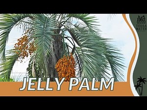 JELLY PALM Information, Description & More! (Butia capitata)