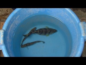 OSU Aquaculture - Spawning Yellow Perch - Educational Video