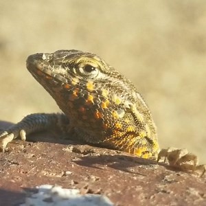 Lizard Love! #lizards #lizardsofinstagram #chuckwalla #scottysanimals | Scotty's Animals