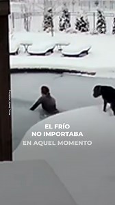 Esta #mujer no lo pensó dos veces; en cuanto vio que su #perrito había caído a una #piscina congelada, se lanzó de inmediato a salvarlo. 🥺❤️ | Upsocl Comunidad