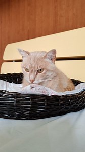 1.1K views · 36 reactions | Whatsapp 339 6822853 Questa era Lola...