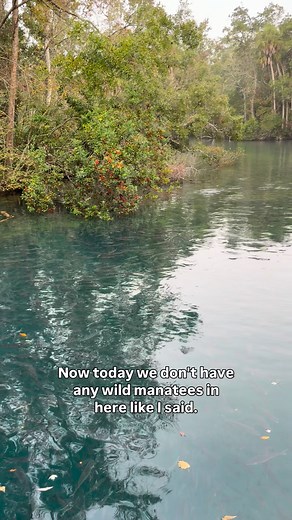 121K views · 1.7K reactions | Happy Manatee Monday! Tune in to learn how you can see below the surface of our spring from anywhere in the world.￼ Camera link: https://savethemanatee.org/manatees/webcams/ | Friends of Homosassa Springs Wildlife Park | Facebook