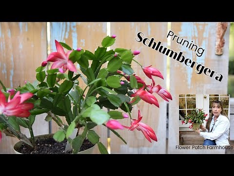 Prune Your Schlumbergera (Christmas / Thanksgiving Cactus)