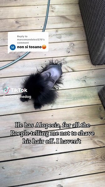 Understanding Alopecia in Dogs and Its Care