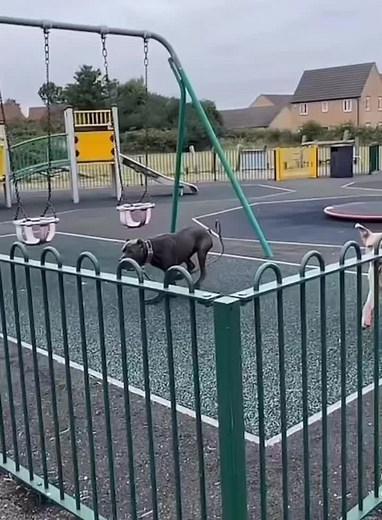 Dogs Doing Funny Tricks: A Hilarious Compilation