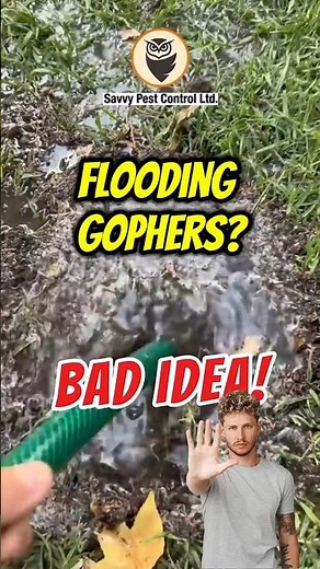 🚫 💦 Gopher 911: Tunnel Flooding | Getting Rid of Gophers | Edmonton Pest Control