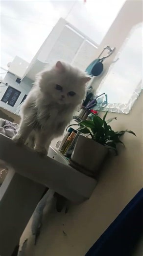 # #catshorts #funnycat #bankubhaiya