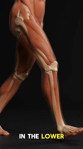 Ligaments of the Limb Explained | 3D Anatomy Animation #humananatomy