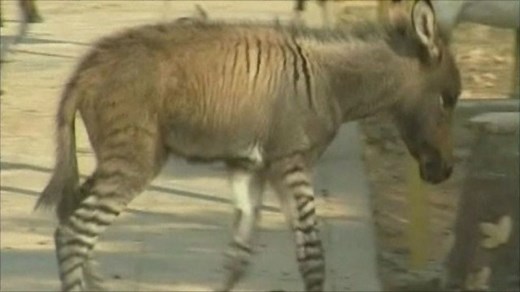 Rare zebra and donkey cross-breed born in China