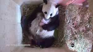 322K views · 15K reactions | WATCH: Giant panda gives birth to...