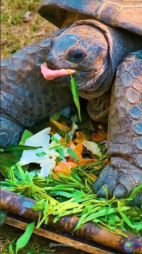 World's Oldest Tortoise Turns 191! Meet Jonathan!