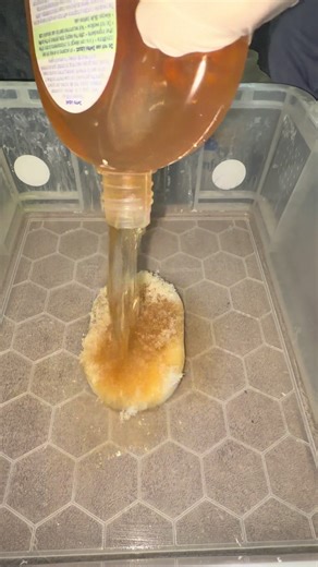 Full bottle sponge rip! This was soooo yum! But the sponge was impossible to squeeze by the end Because of how floppy it was! Hope you enjoy!☺️ #cleantok #fyp #fyppp #overloads #fullbottle