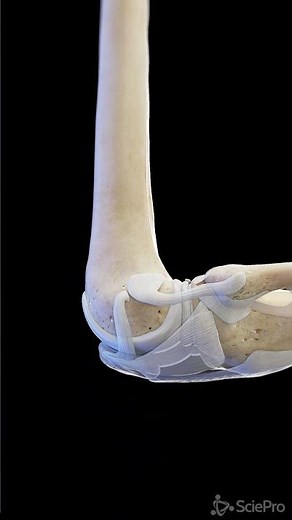 Ligaments of the knee - 3d anatomy #anatomy #meded