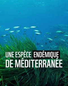 353K views · 737 reactions | Les herbiers de posidonie sont le véritable poumon de la Méditerranée. Ils sont malheureusement menacés et ont déjà perdu 34% de leur surface sur l’ensemble du bassin Méditérannéen.  Découvrez en plus sur : bit.ly/3X0TTxm !  | WWF-France | Facebook
