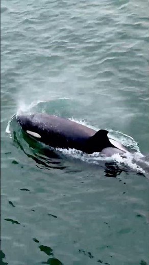 Wait for It… 🐋 Orca Sighting in Alaska