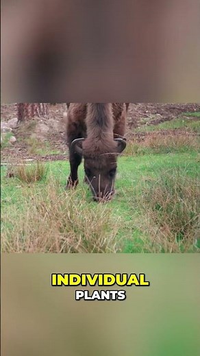 Nature's Contradiction Human Beauty vs Animal Needs