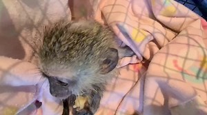 52K views · 4.3K reactions | Baby Beau is getting stronger every day & wanting to do more and more by himself. | The Vervet Forest | Facebook