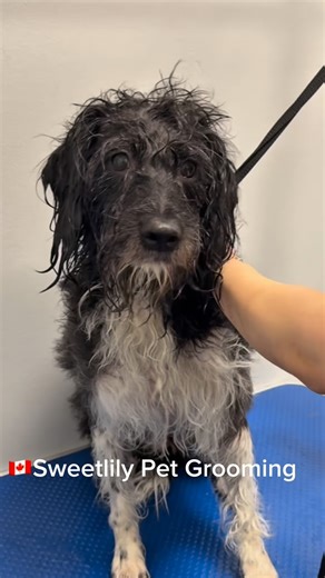 Meet Skye — a handsome black and white Mini Labradoodle 🖤🤍 So calm, gentle, and unbelievably cooperative throughout his full grooming session ✨ His elegance and trust made every moment a joy — what a perfect price💛 📍 Sweetlily Pet Grooming — 135 E 3rd St, North Vancouver 🌐 www.sweetlilypet.com #northvancouver #petgrooming #vancouverpetgrooming #northshore #westvancouverpetgrooming #shipyard #lonsdale #nvmha #burnabypetgroom #petsupplies | Sweetlily Pet Grooming