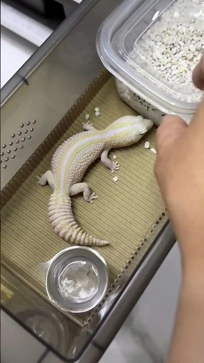 Gecko Egg Harvest: How Breeders Check and Collect from Their Animals 👀
