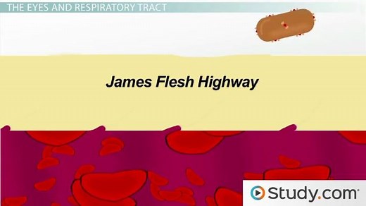 The Anatomical Barriers of the Immune System