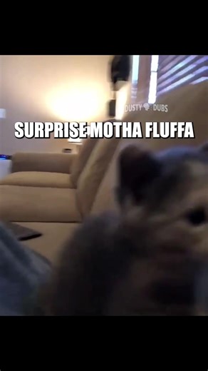 Don’t Watch This While Drinking 🤣 | Animal Voice Over