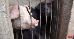 131K views · 1K reactions | To keep up with demand, China now rears...