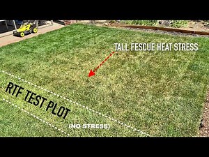 How does RTF Tall Fescue handle Heat Stress?