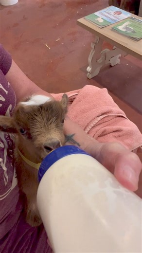 35K views · 1K reactions |  Today is July 3rd, my husband‘s 62nd birthday. Our farm is open. Our Grille opens at 11. What a lovely day to have a farm to table lunch, and cuddle baby goats. ￼ | Harmony Lane Farms Goat Milk Soap & Jolly Kakes Bakery | Facebook