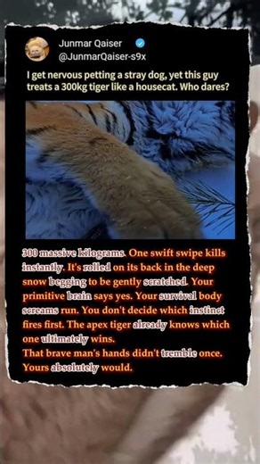 Would You Belly-Scratch A 300KG Tiger? ❄️ #Nature #funny #Wildlife