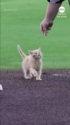 Rescue kitten throws first pitch at baseball game in Georgia