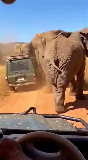 Elephant Attacks the Cars | Tourists Trapped Inside #shorts #trend #wildlife #viral