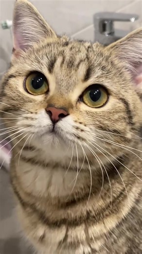 Musetto dolce 🥰#kitty #cat #cats#fyp#viral