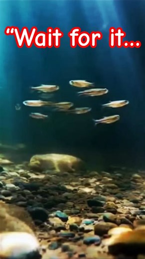 Giant Predator Fish Targets Tiny Prey#PredatorFish#MonsterFish #Nature #Survival #Hunting #Shorts