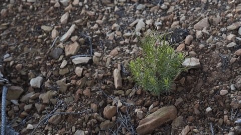 clip-3995153301-small-pine-tree-growing-fractured-rock-thin