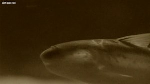 Esta es la verdad sobre el candiru que casi nadie explica sin exagerar