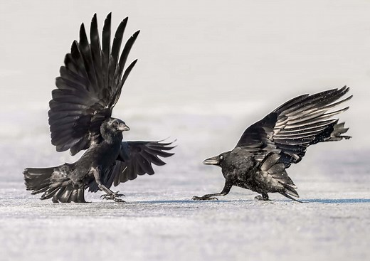 Are Crows Bad Luck? 5 Myths About Crows, Debunked
