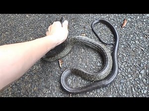 This is how you catch a snake