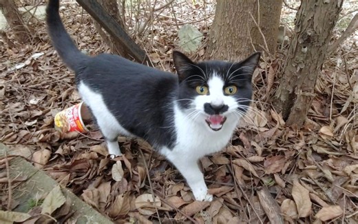 草丛里突然冒出一个中分喵贼，饿狠狠打劫我：喵呜呜，给粮