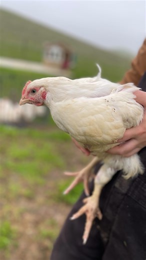 Because shopping local isn’t just a feel-good slogan — it’s how we keep real food, real families, and real farms alive. When you support small farms like ours, you’re supporting: ✔️ Soil health ✔️ Animal welfare ✔️ Local jobs ✔️ Stronger communities ✔️ Kids who learn the value of hard work (and get muddy doing it) We’re just one family farming 4 acres in the Central Valley — but every dozen eggs, every pastured chicken, and every kind word from our customers makes a difference. 💛 Thank you for 