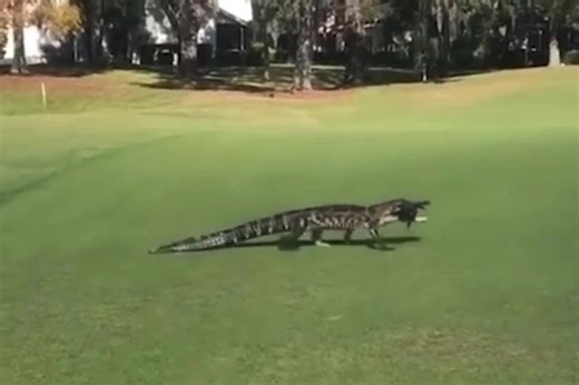 Watch as large alligator wanders across golf course whilst eating a fish