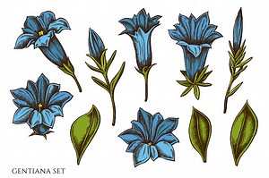 Vektor-Set von Hand gezeichnet farbige Enzian